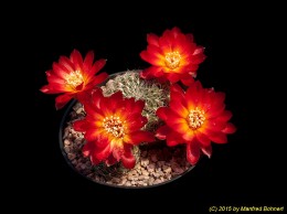 Sulcorebutia vasqueziana ssp. losenickyana HS10 2168